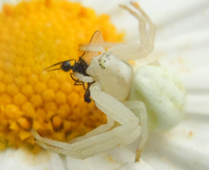 Misumena vatia - Agnano (NA)